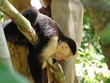 Capuchin