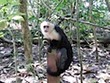 Capuchin Monkeys