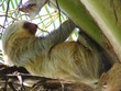 Sloth