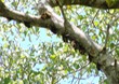 Long-nose bats