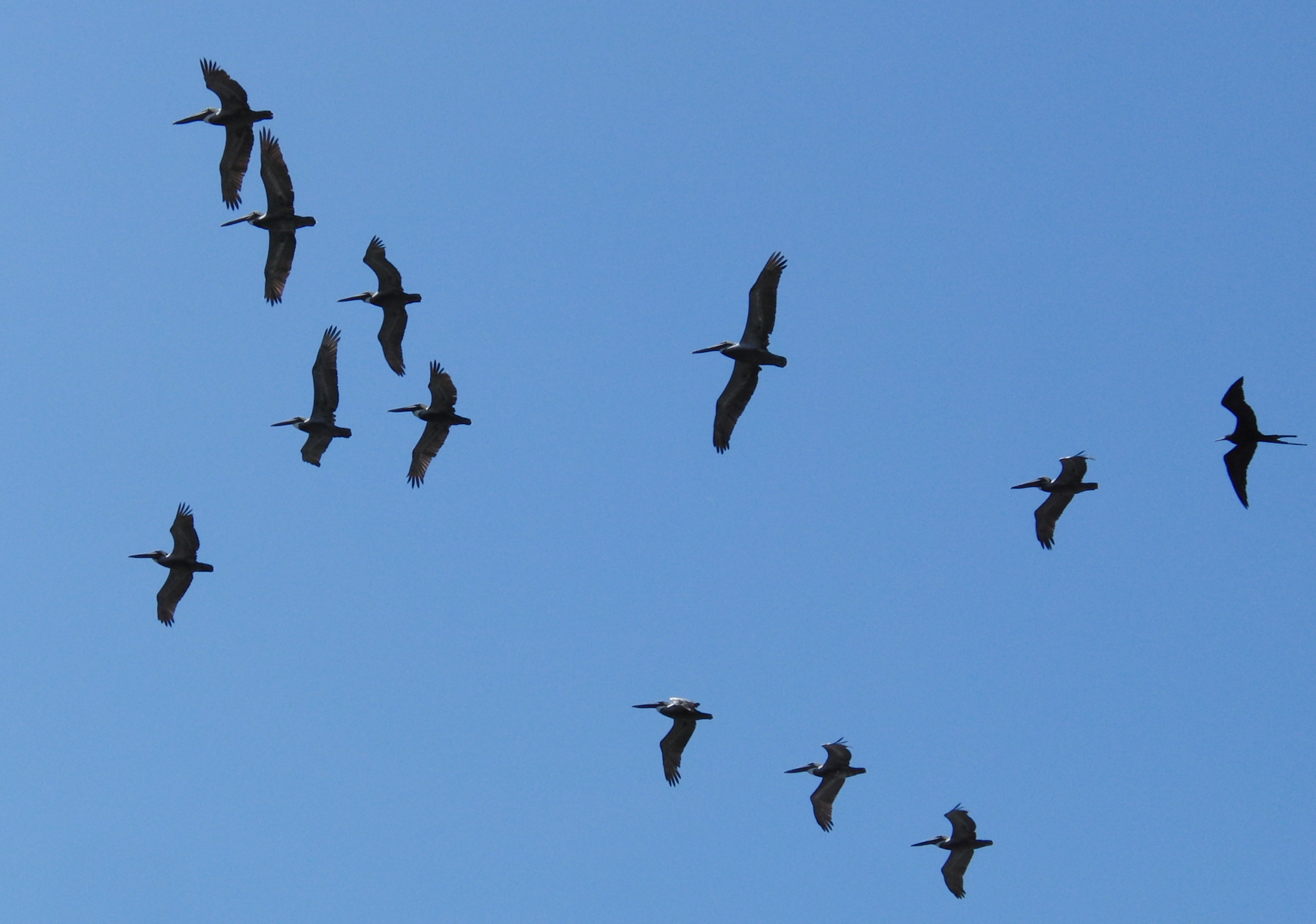 Pelicans and frigate bird