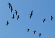 Pelicans and frigate bird