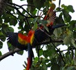 Macaws playing