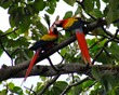 Macaws playing