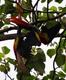Macaws playing
