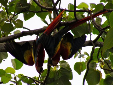 Macaws playing
