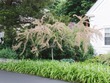 Cool plant in Wellfleet