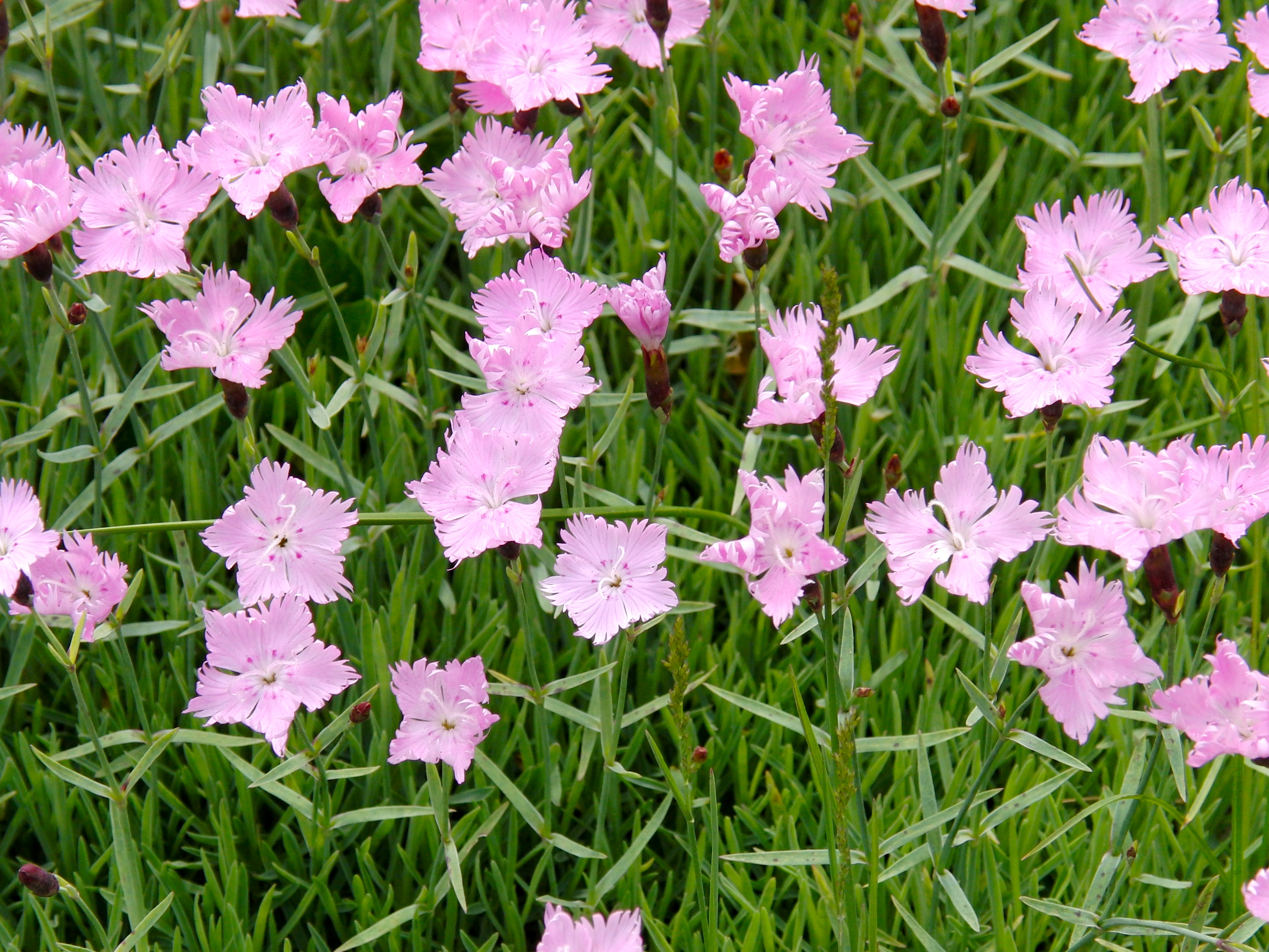 Flowers in Wellfleet