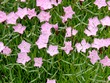 Flowers in Wellfleet