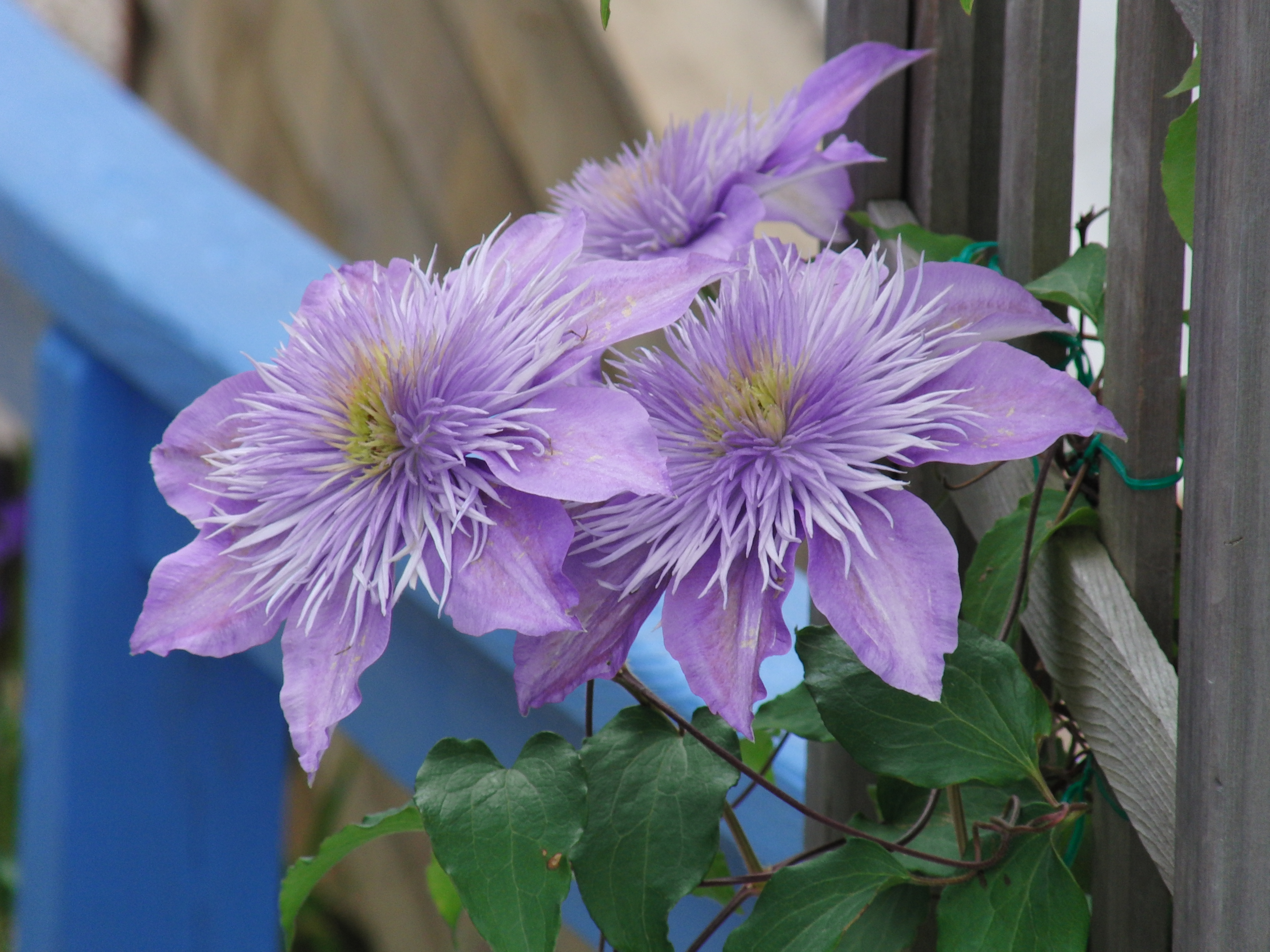 Flower in Wellfleet