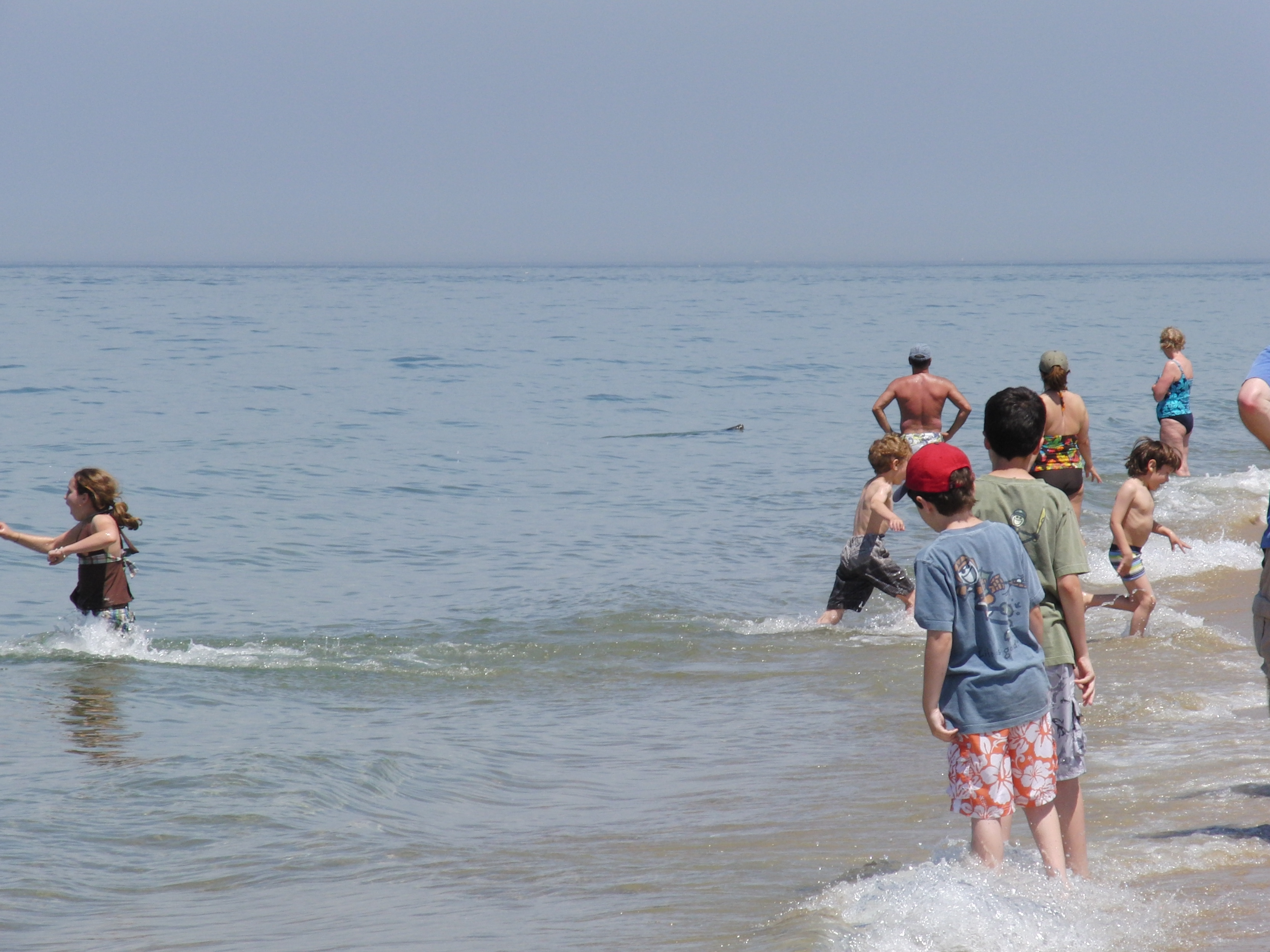 Seal at Race Point Beach