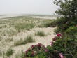 Chatham beach