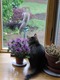 Artie supervises the landscaping - OH! SQUIRREL!