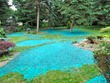 Hydroseeded