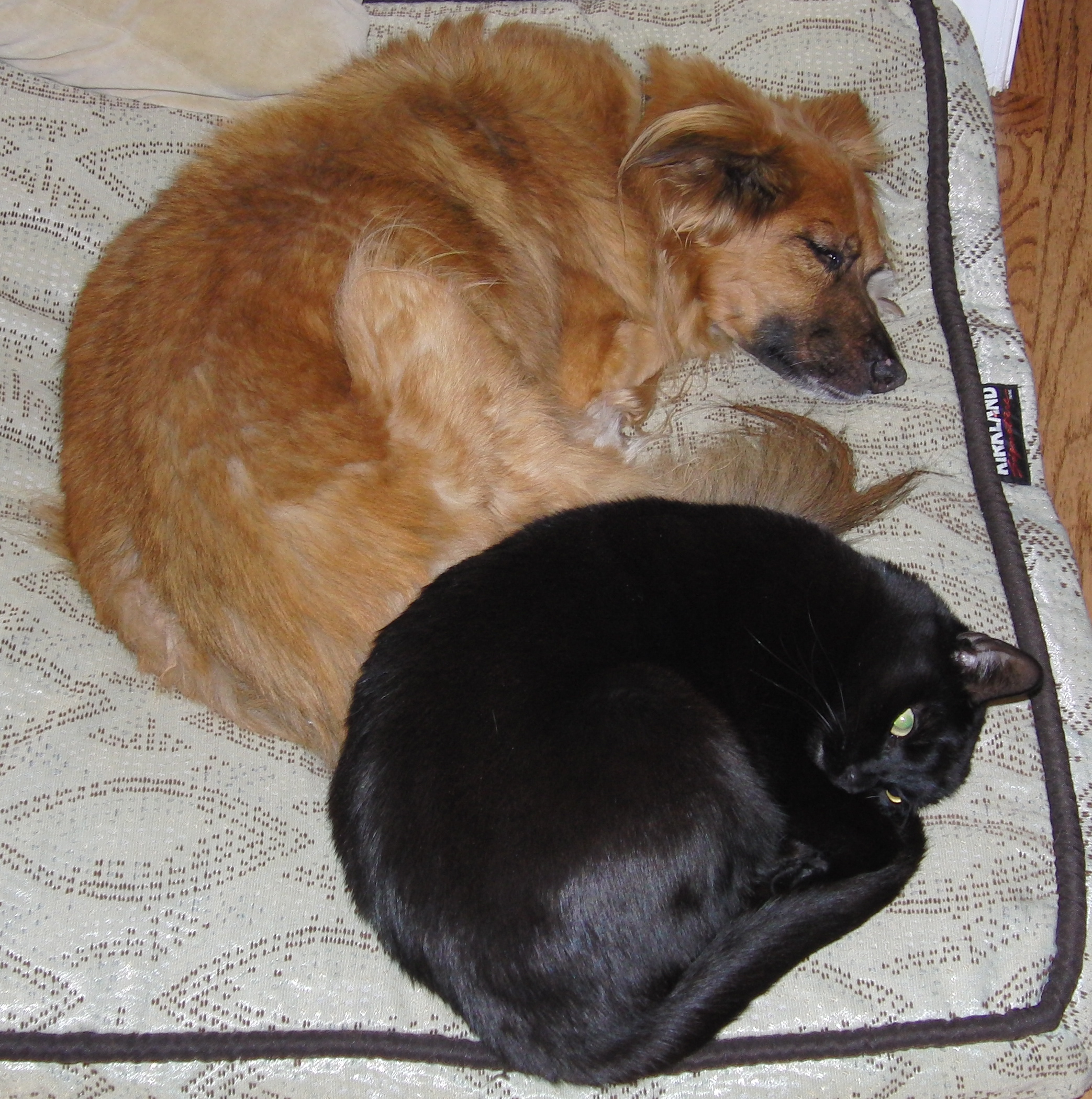 Ginger & Satan