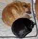 Ginger & Satan