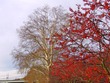 Trees along the Schuylkill