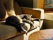 Artie knows how to relax