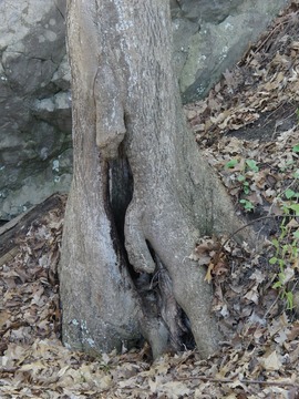 The well-hung tree