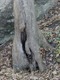 The well-hung tree