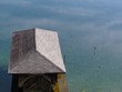 Barn swallows over Cayuga