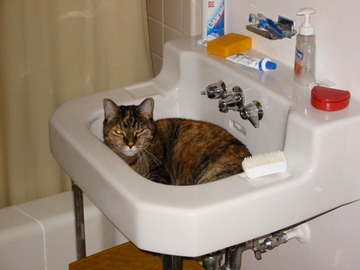TC in the sink