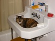 TC in the sink