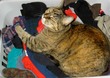 TC loving laundry