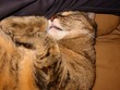 TC sleeping