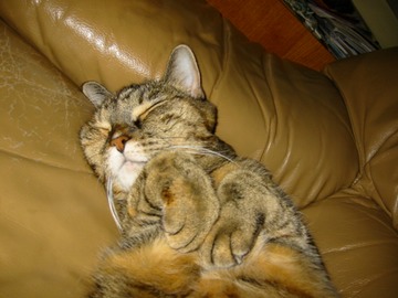 TC sleeping (leopard paw)