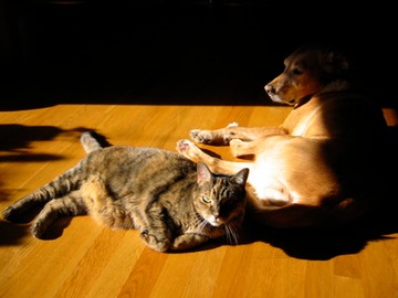 TC and Beta
