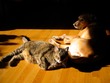 TC and Beta