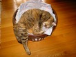 TC loving laundry