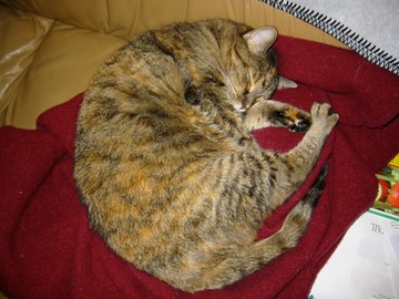 TC sleeping