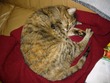 TC sleeping
