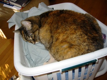 TC loving laundry