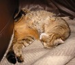 TC sleeping