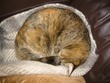TC sleeping