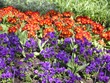 London Flowers