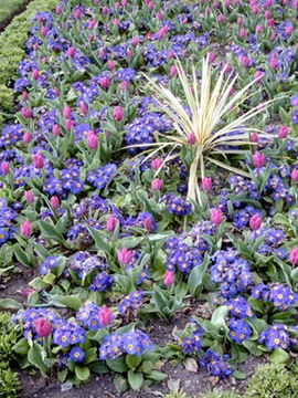 London Flowers
