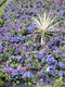 London Flowers