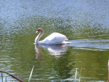 Swan on Horn Pond