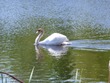 Swan on Horn Pond