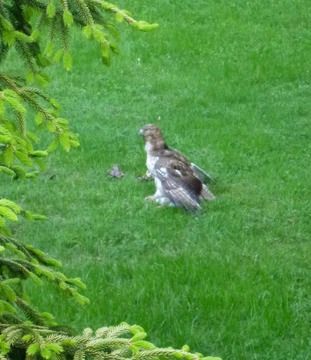 Hawk