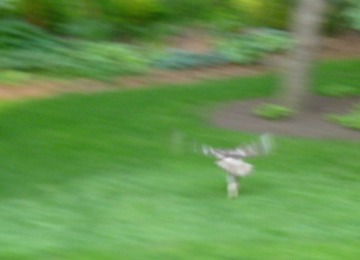 Hawk with bunny