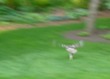 Hawk with bunny