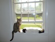 Kitties enjoying the spring