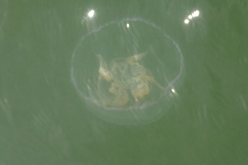 Jellyfish in Boston Harbor