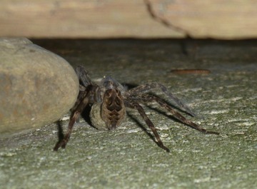 Wolf Spider
