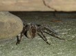 Wolf Spider